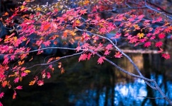 为什么把9月18日定为国耻日